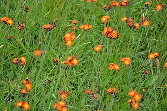 Épervière orangée, Xonrupt.