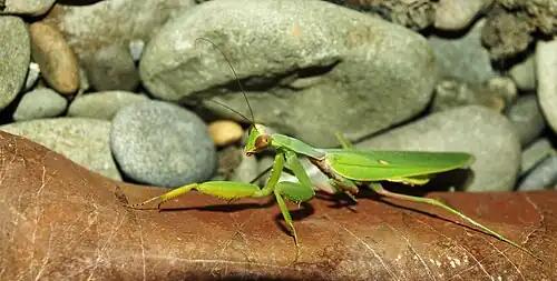 Hierodula trancaucasica