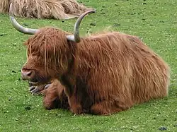 Vache Highland