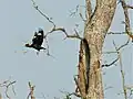 Gracula religiosa en vol (Parc national de Bako, Malaisie)
