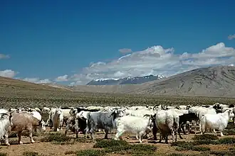 Un troupeau de chèvres changthangi en pâture dans les plaines de Morey. C'est de leur laine qu'est extrait le cachemire véritable le plus fin, le pashmînâ.