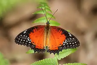Description de l'image Himalayan Red Lacewing.jpg.