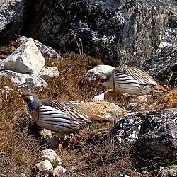 Tetraogallus himalayensis