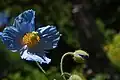 Fleur de Meconopsis betonicifolia.