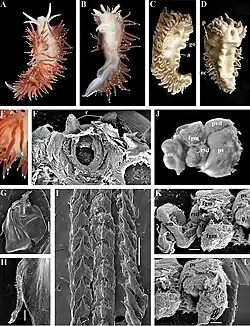 Coryphella trophina.