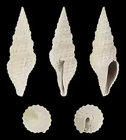 Hindsiclava perspirata.