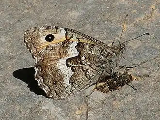 Description de l'image Hipparchia cretica 02 (HS).jpg.