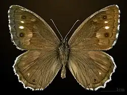 ♂ Face dorsale MHNT