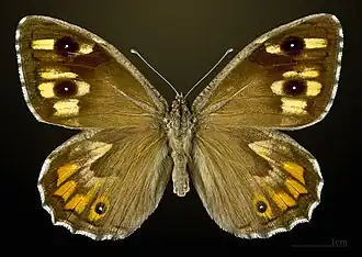 ♀ Face dorsale MHNT