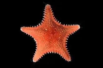 Hippasteria phrygania