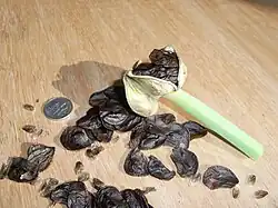Fruit déhiscent coupé avec ses graines. Une pièce de 10 c est montrée pour l'échelle.