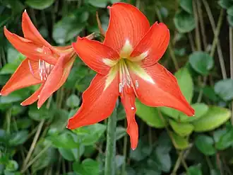 Description de l'image Hippeastrum reginae.jpg.