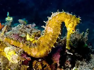 Description de l'image Hippocampus hystrix (Spiny seahorse) yellow.jpg.
