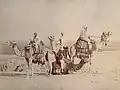 Chameaux et leurs cavaliers, vers 1880.