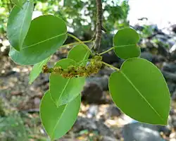 Feuilles et inflorescence, en Guadeloupe.