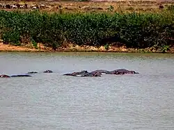 Hippopotames dans le lac de Maga.