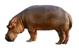 Hippopotamus amphibius
