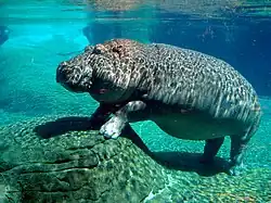 Hippopotame complètement immergé (zoo de San Diego).