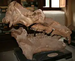 Vue latérale du crâne.