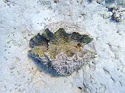 Spécimen vivant, vu du dessus