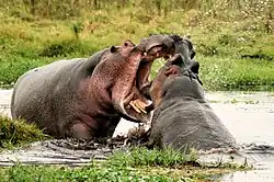 Combat d'hippopotames.