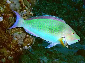 Livrée initiale (femelle)