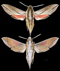 Hippotion boerhaviae