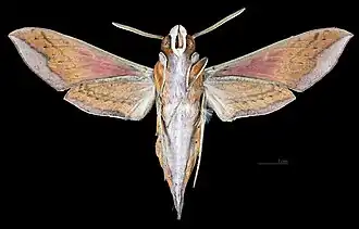 Femelle face ventrale