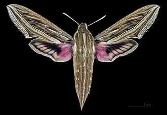 Hippotion celerio Face dorsale de la femelle (coll.MHNT).