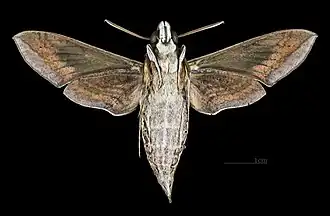 Hippotion celerio Revers du mâle (coll.MHNT).