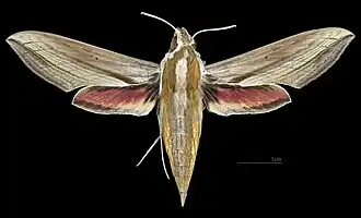 Avers de la femelle (coll.MHNT)