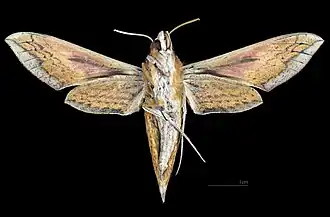 Revers de la feamelle(coll.MHNT)