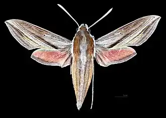 Avers de la femelle(coll.MHNT)