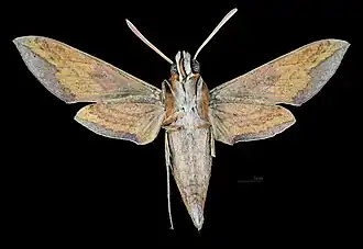 Revers de la femelle(coll.MHNT)