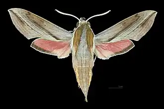 Apers du mâle (coll.MHNT)