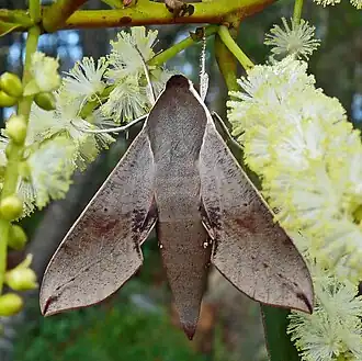 Description de l'image Hippotion scrofa 6.jpg.