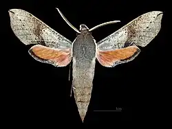 Hippotion scrofa Face dorsale du mâle (coll.MHNT)