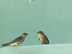 Hirondelle rousseline (Cecropis daurica)