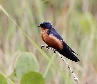 Description de l'image Hirundo nigrorufa, Munhango, Birding Weto, a.jpg.