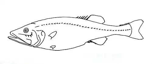 Hispidoberyx ambagiosus (Hispidoberycidae)).