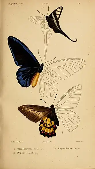 Description de l'image HistoireNaturelleInsectes.SpeciesGénéralLépidoptéresPlate17.jpg.