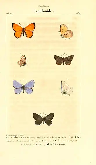 Description de l'image Histoire naturelle des lépidoptères ou papillons de France, par M. J.-B. Godart BHL9820353.jpg.