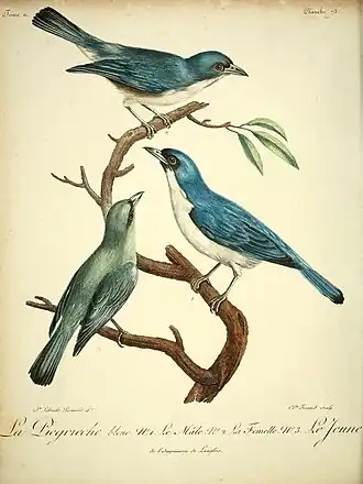 Description de l'image Histoire naturelle des oiseaux d'Afrique (10170861846).jpg.