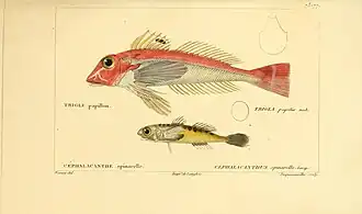 Lepidotrigla papilio