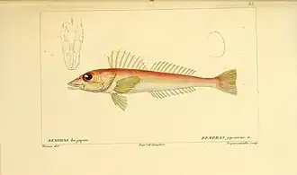 Bembras japonica, un Bembridae.