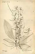 Angraecum citratum Thouars, 1822.