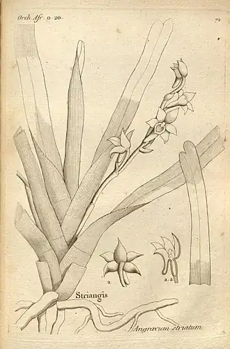 Description de l'image Histoire particulière des plantes Orchidées recueillies sur les trois îles australes d'Afrique, de France, de Bourbon et de Madagascar (Tab. 072) BHL.jpg.