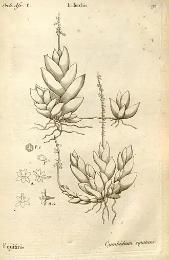 Description de l'image Histoire particulière des plantes Orchidées recueillies sur les trois îles australes d'Afrique, de France, de Bourbon et de Madagascar (Tab. 092) BHL.jpg.