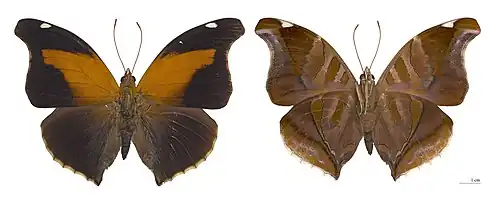 Historis odius - Colombie.