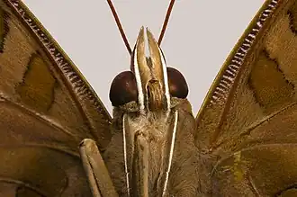 Portrait d'un Historis odius - Muséum de Toulouse.